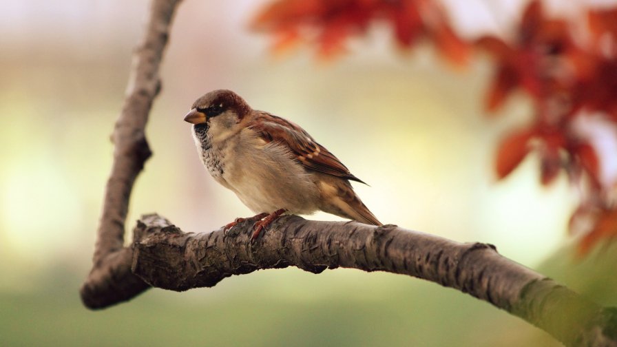 Bird on the Branch