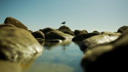 Bird on the Stones