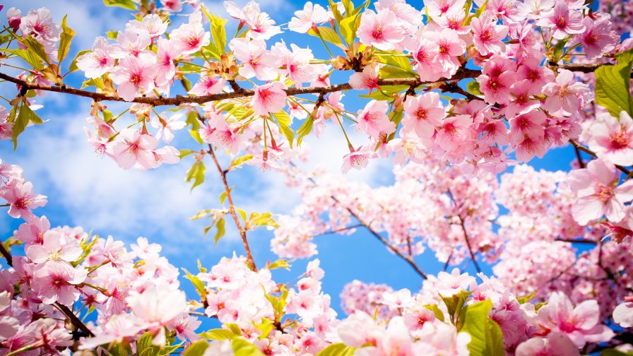 Blossoms Cherry and Blue Clear Sky