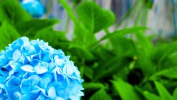 Blue Flower Macro