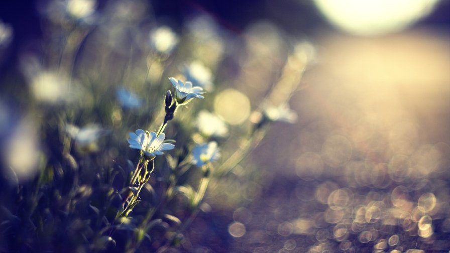 Blue Flowers Macro High Quality Photo