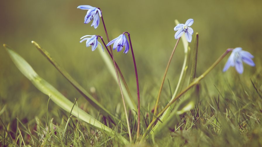 Blue Snowdrops in the Green Field