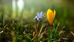 Blue and Yellow Snowdrops