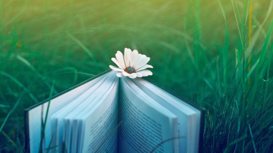Book Flower and Sunrays