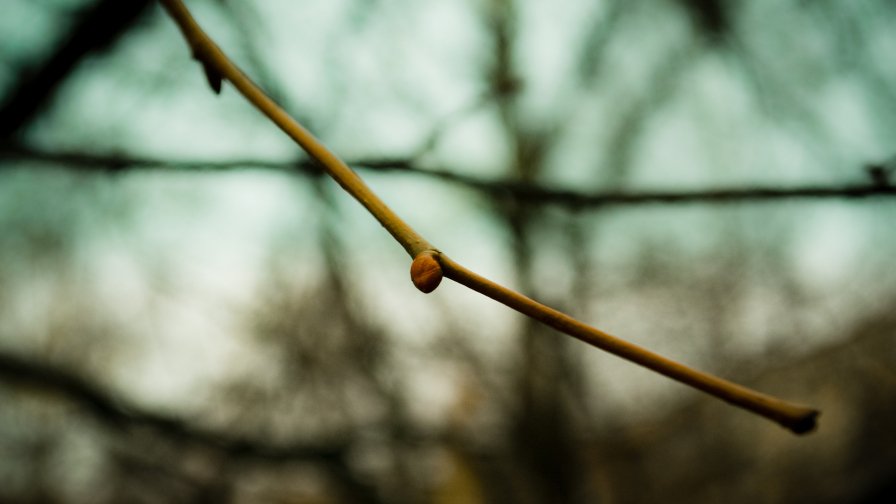 Branch and Spring Close Up Photo