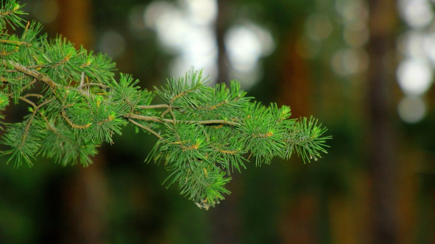 Branch on the Fir Tree