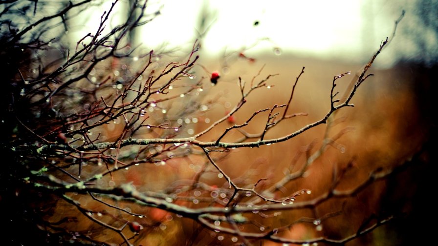 Branches with Water Drops After Rain Macro