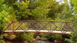 Bridge and River in Green Forest