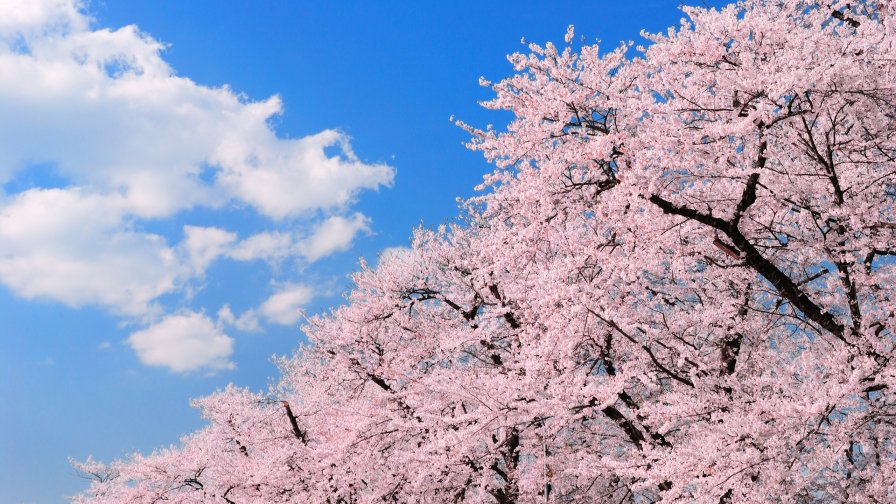 Bright Sky and Cherry Blossom