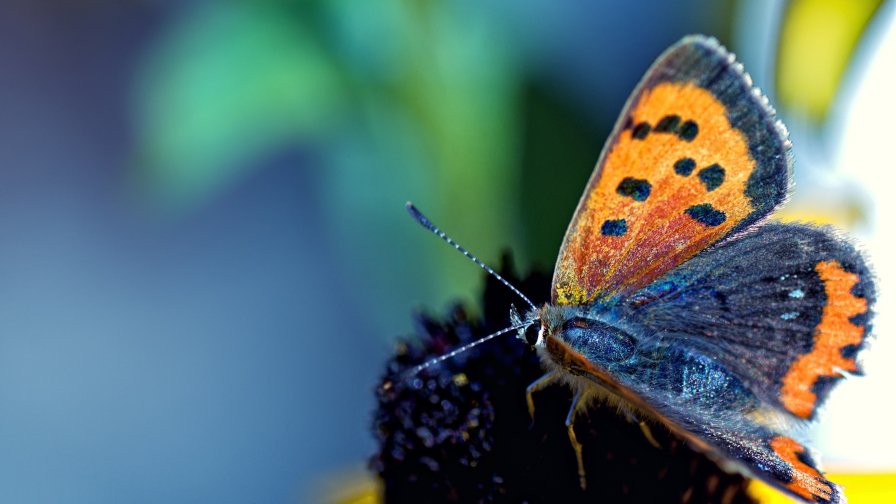 Butterfly Spotted Wings Antennae