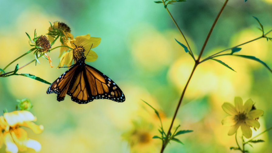 Butterfly and Yellow Flowers