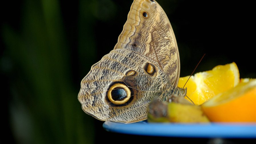 Butterfly on Lemon