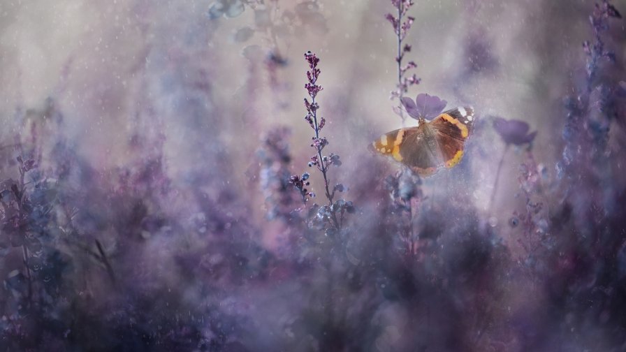 Butterfly on Purple Flowers