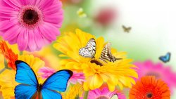 Butterfly on the Colored Flowers