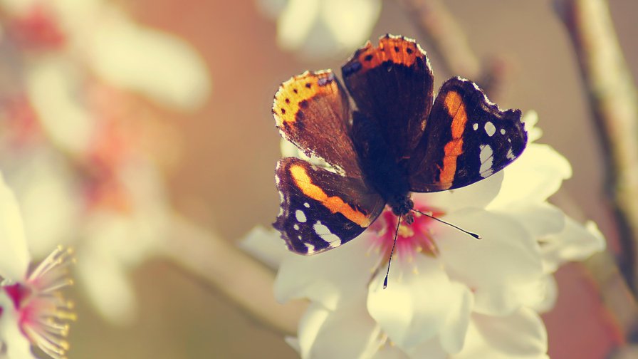 Butterfly on the Flower Close Up