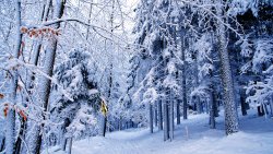 Calm Snowed Winter Forest