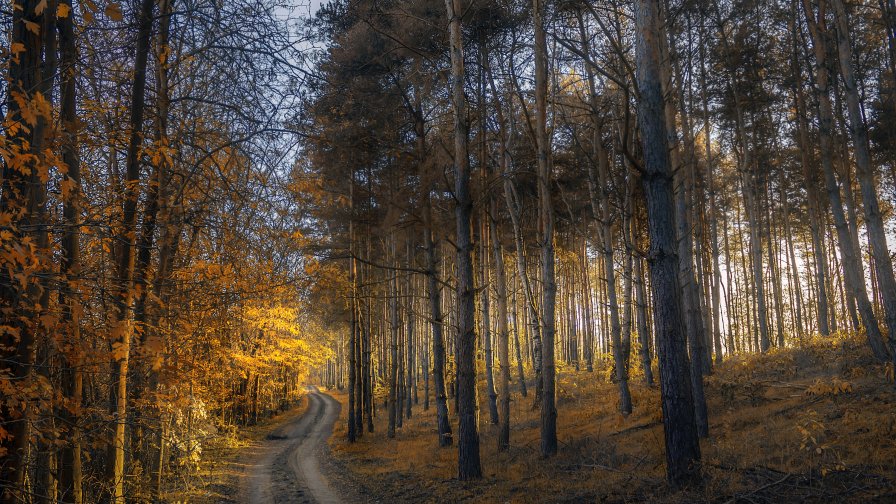 Calm in the Old Autumn Forest