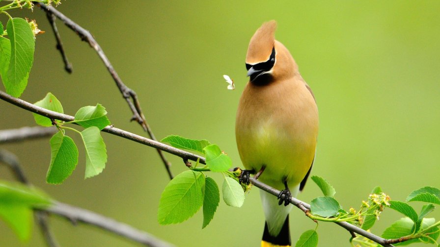 Captured Beetle and Bird