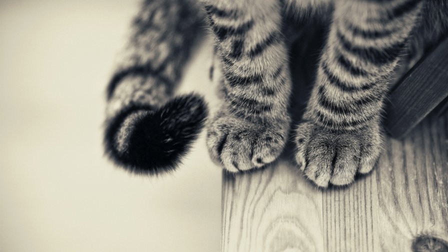 Cat Feet on the Floor