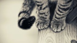 Cat Feet on the Floor