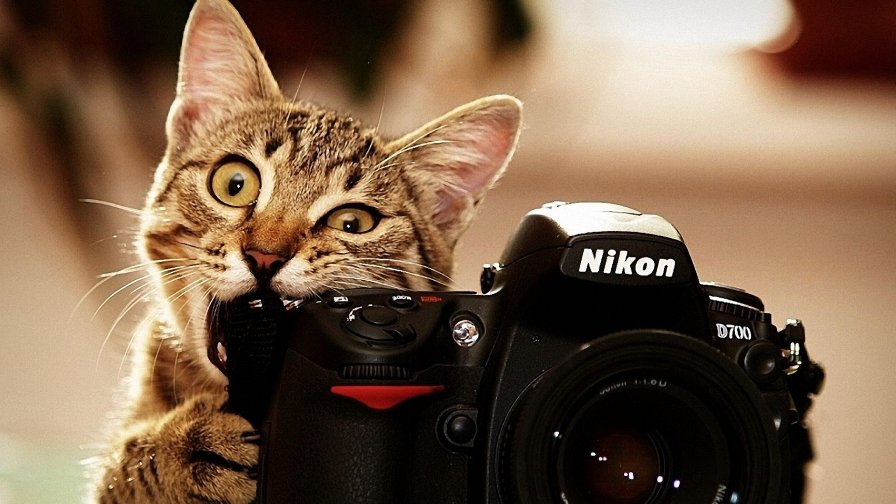 Cat and Camera Funny Friends