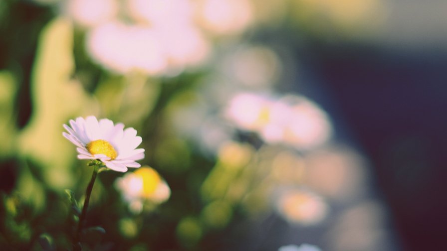 Chamomile Beautiful Flower Close Up