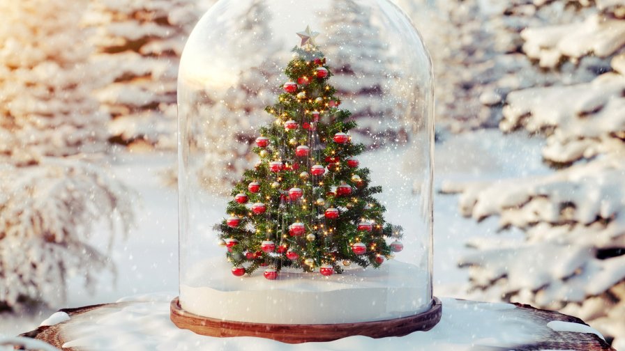 Christmas Tree in the Winter Garden