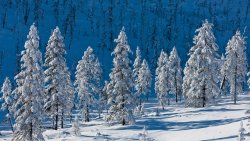 Cold Snowed Winter Forest