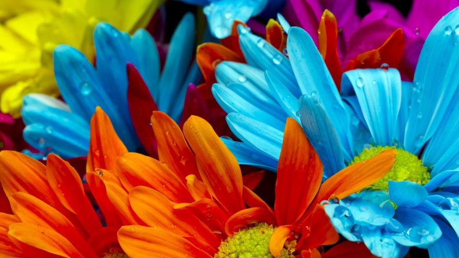 Colored Flowers