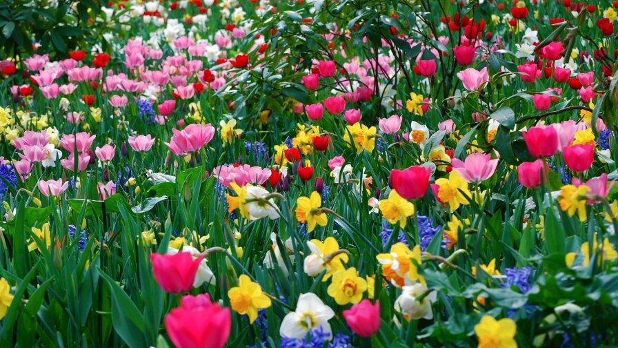 Colorful Flowers on Meadow