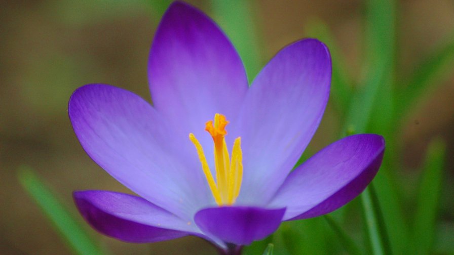 Crocus Spring Flower Close Up Photo