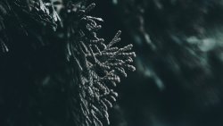 Cypress Close Up in Dark Forest