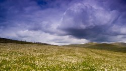 Daisy Field