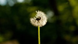 Dandelion