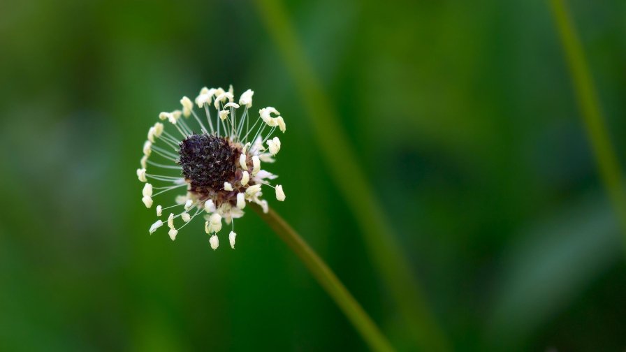 Dandelion Green Grass