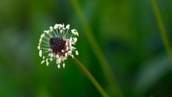 Dandelion Green Grass