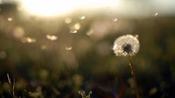 Dandelion in the Field Close Up and Green Grass