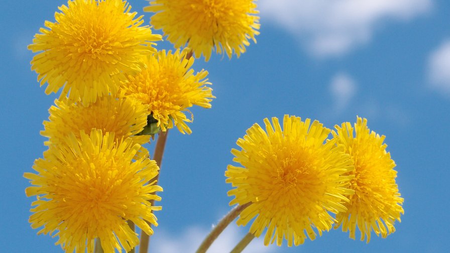 Dandelions