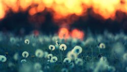 Dandelions in the Field and Sunset