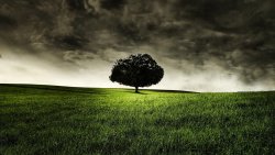 Dark Landscape and Single Tree