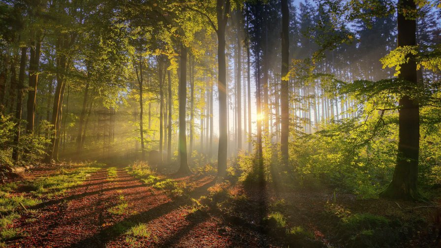 Dawn in the Old Big Forest