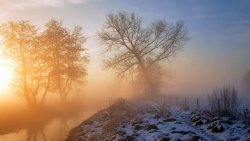 Dawn in the Winter Forest