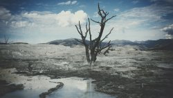 Dead Tree in the Canyon