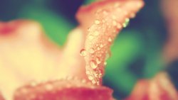 Dew Water Drops on the Petals