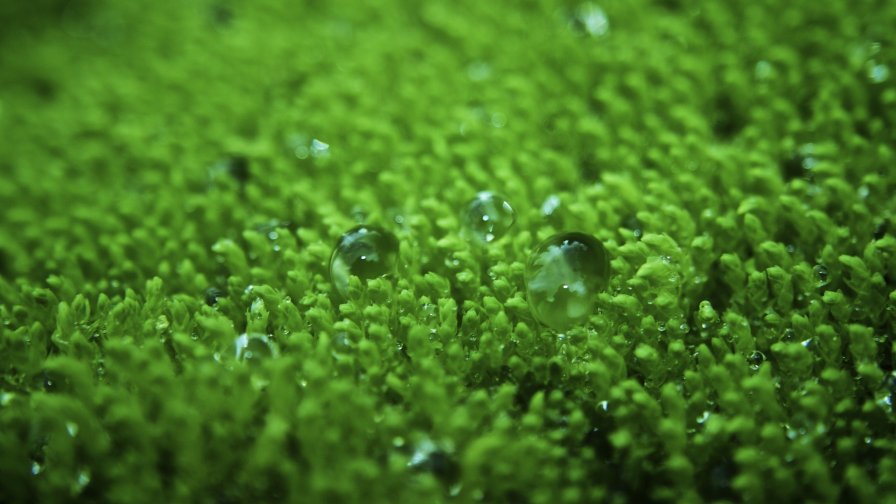 Dew Water Drops on the Small Green Grass