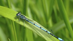 Dragonfly on the Green Reeds Close Up