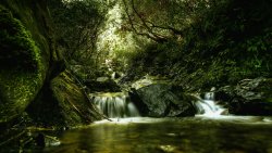 Dream Forest Amazing Landscape