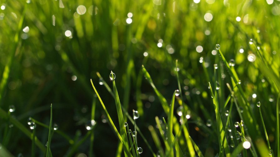 Drops Dew and Green Grass