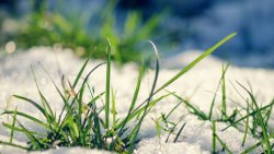 Early Green Grass under the Snow on Spring Glade