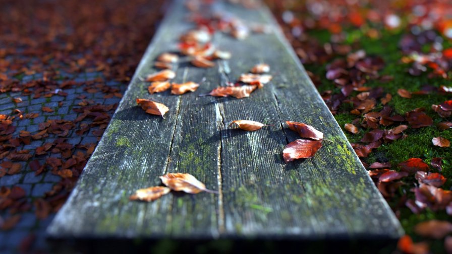 Fallen Leaves on the Floor